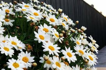 Designer Decor Home With 8beds At Williams Landing