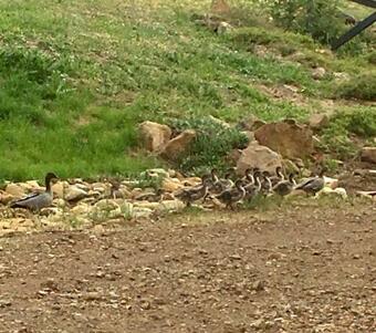 Lodge Highfield Cottage