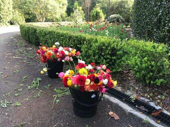 Agroturismo Flower Farm Tamborine Mountain