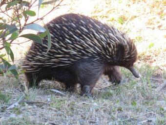 Cedar Cottage Nelson-2 Acre Retreat