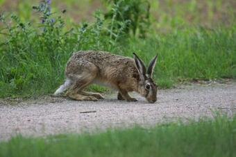 Semi-detached House Seestern, Lohmen