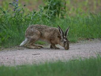 Terraced House, Lohmen