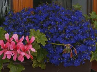 Charming House With Beautiful Landscape