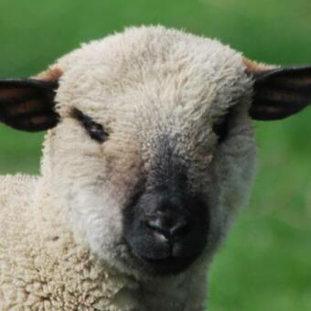 Bed & Breakfast De Zonnebrug Dijkhoeve