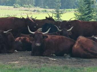 Bed & Breakfast La Cabane Du Chineur