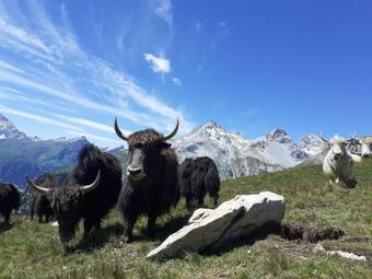 Apartamento Bio Yak Hof Heinz