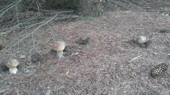 Apartamento Ubytov�n� Moravec