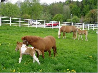 Agroturismo Haus Elisabeth - Wasnighof