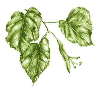 Apartamento Lindenhof Wohnung 2, Erdgescho�