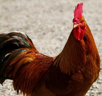 Apartamento Ferienhof Schwien