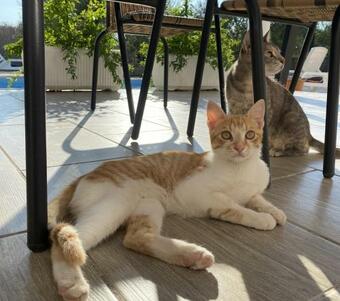 Villa Bubica- Cozy Holiday Home In Rural Area With Pool