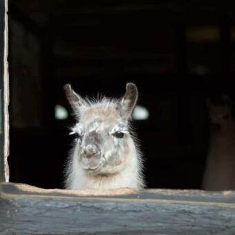 Apartamento Ferien Auf Dem Arche-bauernhof