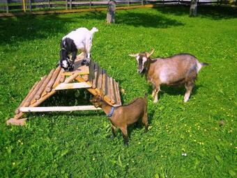 Apartamento Ferienwohnung Mohnblume