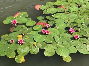 Tavir�zsa Vend�gh�z