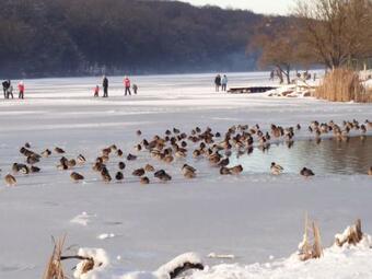 Levendula R�nkh�z ?rs�g