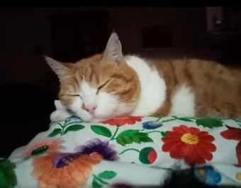 Apartamento Thefi Vend�gh�z