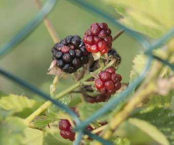 Bed & Breakfast La Quercia E Il Gelso