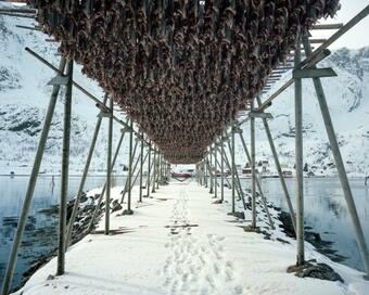 Modern & Cozy Apartments Close To Nature, West Lofoten