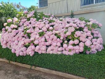 Lochinvar/camellia , Magnolia , Maple Cottage For A Relaxing Bathurst Holiday