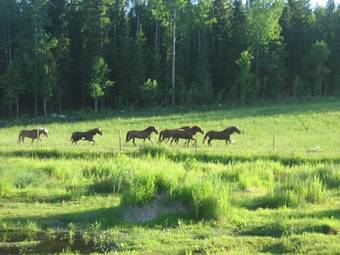 Agroturismo Luomaj�rven Hevoskievari