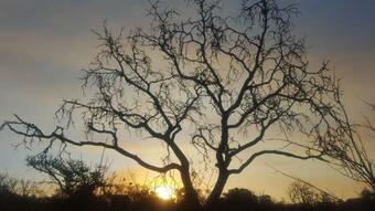 Tonquani Bush Chalet