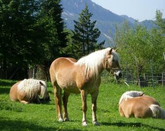 Agroturismo Berghof Thurnergut