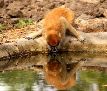 Fathala Wildlife Reserve