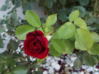 Apartamento Wohlf�hlhof Bachzelt