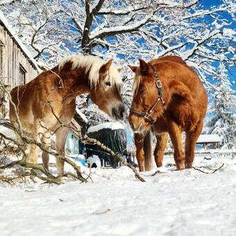 Agroturismo Lamplhof