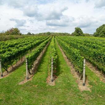 Villa Unique Vineyard Tiny Home: Ensuite, Firepit, Hikes