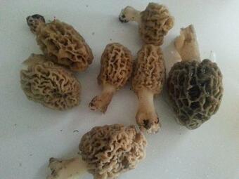 Lodge Truman Lake Getaway!!! Delightful 1-bedroom Rv