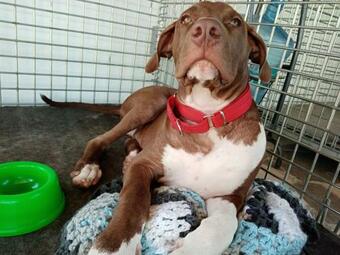 Hostal Hotel Para Perros Dog Season S