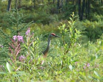 Hostal Kings Haven Lodge