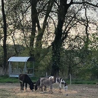 Bed & Breakfast B & B De Romeinse Katzei