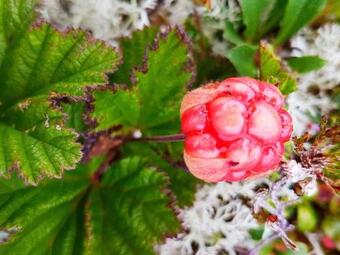 Holiday Home Dverberg