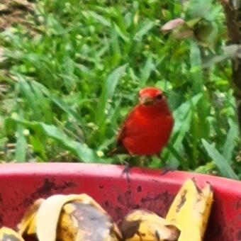 La India Durmiendo/ Sleeping Indian