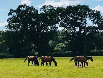 Idyllic Dorset Barn Conversion