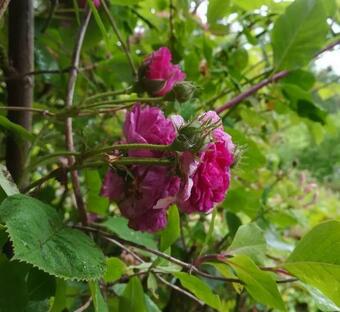 Cosy & Traditional Cottage In Rhandirmwyn