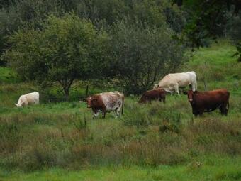 Apartamento Hoot Cottage - Our Romantic Norfolk Hideaway