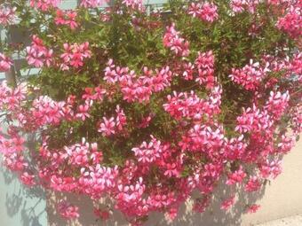 Albergue Junge Hotels Obertrum