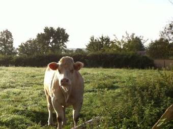 Bed & Breakfast Escale En Charolais Brionnais