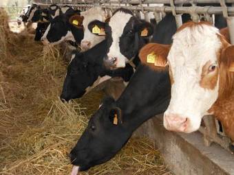 Agroturismo Agriturismo Masseria Casedde Vecchie