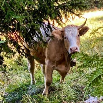 Apartamento Haus Nocky Mountains