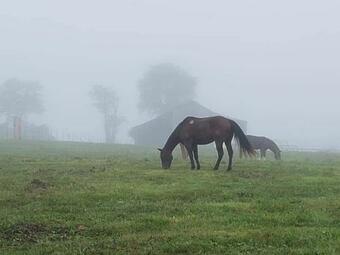 Agroturismo Apple Jacks 21