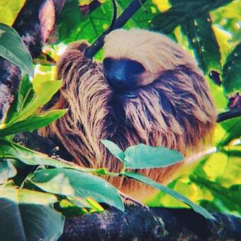 Hostal Room In Lodge - Comfortable Jungalow - Breakfast Incl