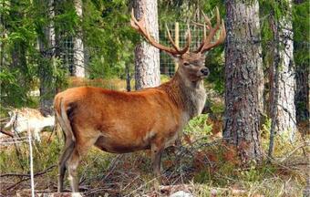 Nice Apartment In Kosta With 1 Bedrooms