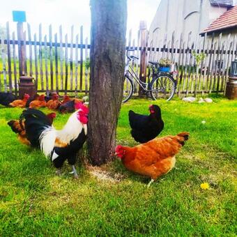 Apartamento Ferienwohnung Oberschlesien Auf Schlesischen Bio Gutshof Beim See In Der N�he Von Gliwice