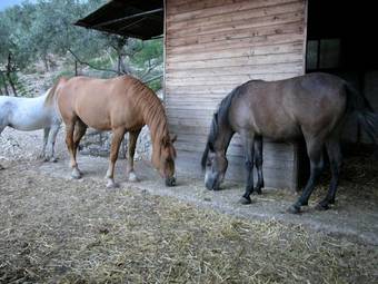 Agroturismo Agriturismo Istrice Innamorato