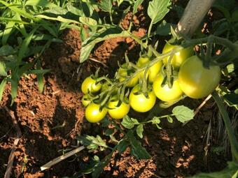 Agroturismo La Fattoria Di Carlotta