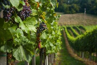 Self Catering Holiday Cottage Near Terme Catez - Sleep 4